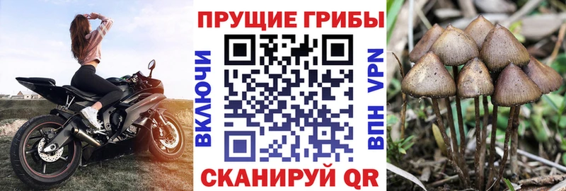 Псилоцибиновые грибы Psilocybine cubensis  Купить где  Цивильск 